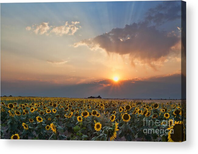 Flowers Acrylic Print featuring the photograph August Dreams by Jim Garrison