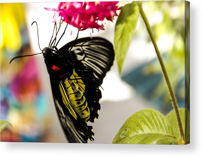 Butterfly Acrylic Print featuring the photograph Australian Butterfly Species by George Kenhan