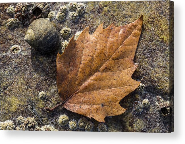 Andrew Pacheco Acrylic Print featuring the photograph Autumn Along The Coast by Andrew Pacheco