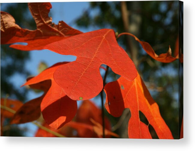Leaf Acrylic Print featuring the photograph Autumn Attention by Neal Eslinger