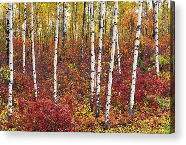 Trees Acrylic Print featuring the photograph Autumn Birches by Leda Robertson