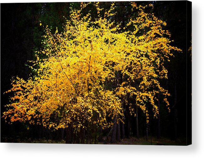 Abstract Acrylic Print featuring the photograph Autumn colors 4 by Newel Hunter