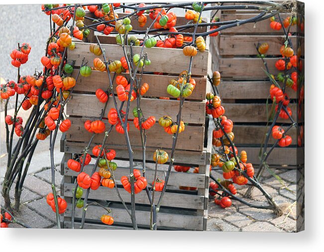 Tomato Acrylic Print featuring the photograph Autumn Decorations by Jackson Pearson