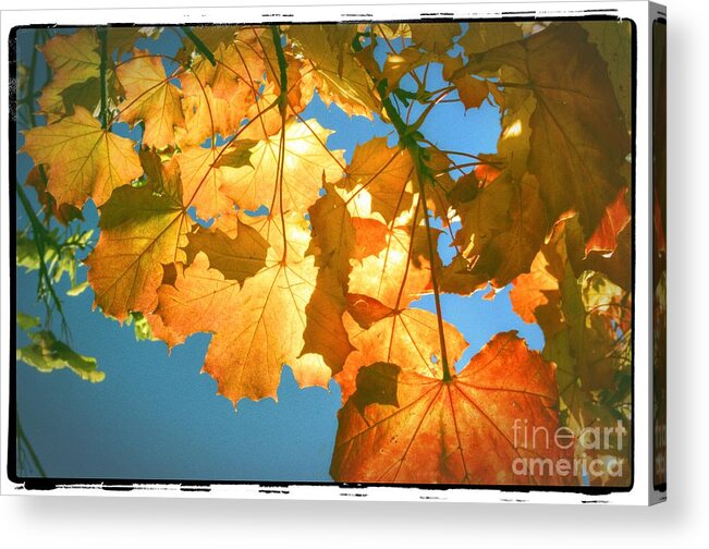 Autumn Acrylic Print featuring the photograph Autumn Found by Spikey Mouse Photography