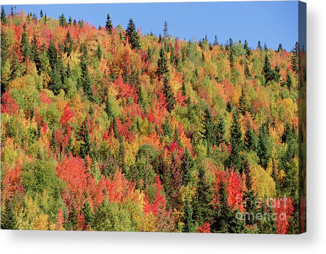 00341776 Acrylic Print featuring the photograph Autumn in Gaspesie Natl Park Quebec by Yva Momatiuk John Eastcott