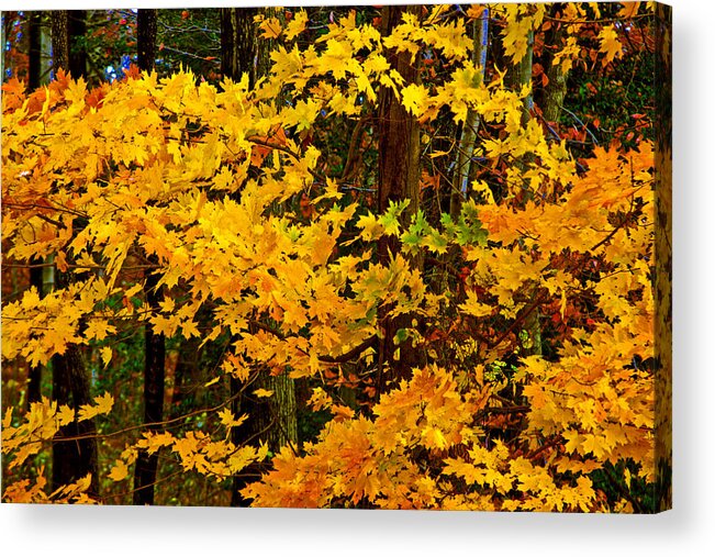 Color; Colour; Fall; Autumn; Leaves; Trees; Nature; Scenic; Maryland Acrylic Print featuring the photograph Autumn Glory by Andy Lawless