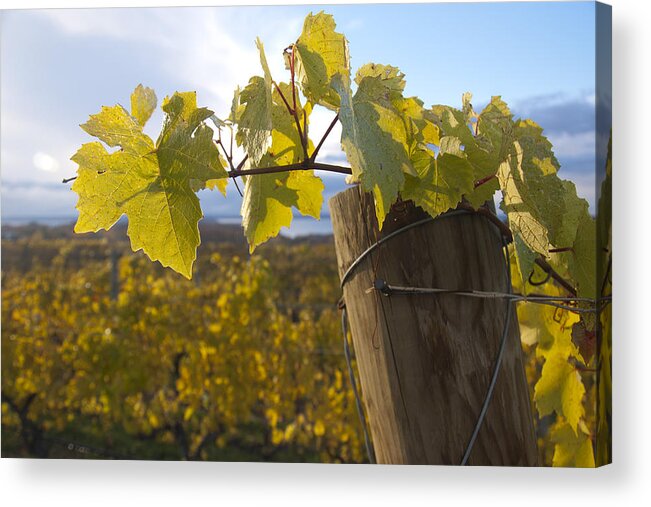 Winery Acrylic Print featuring the photograph Autumn Grape Leaves by Owen Weber