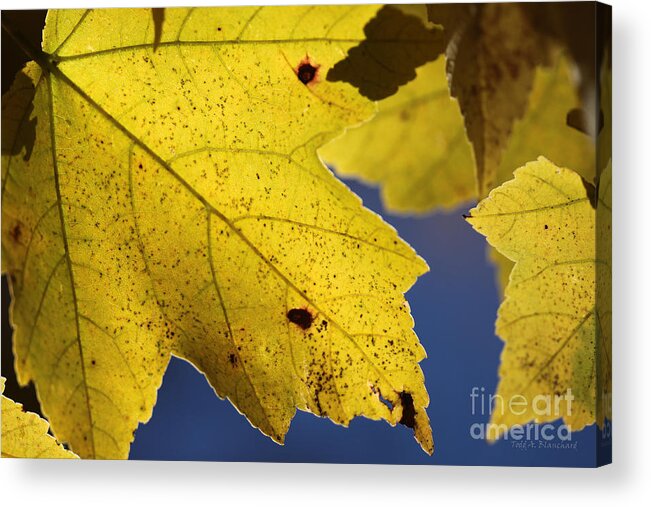 Nature Acrylic Print featuring the photograph Autumn No. 1 by Todd Blanchard