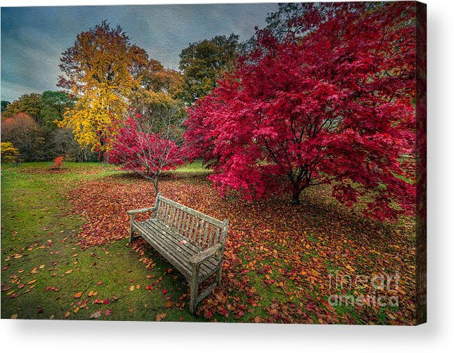 Autumn Acrylic Print featuring the photograph Autumn in the Park by Adrian Evans