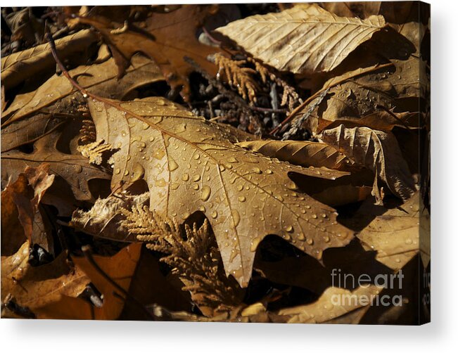 Autumn Acrylic Print featuring the photograph Autumn Leaf At Dawn by Owen Weber