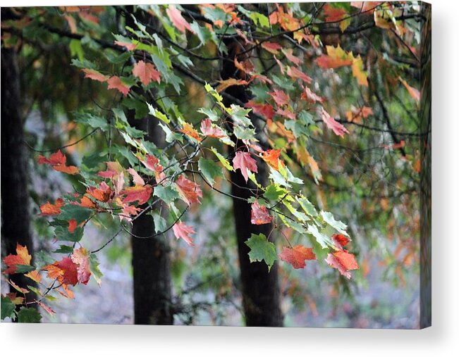Leaves Acrylic Print featuring the photograph Autumn Leaves by Jackson Pearson