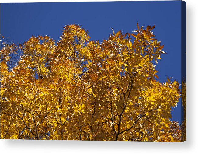 Autumn Acrylic Print featuring the photograph Autumn Leaves by Monroe Payne