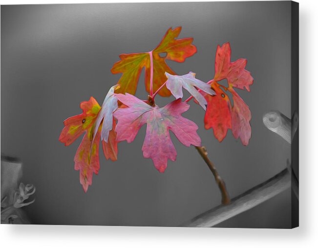 Autumn Acrylic Print featuring the photograph Autumn Leaves by Veli Bariskan