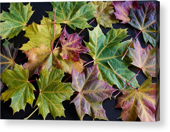 Maple Acrylic Print featuring the photograph Autumn Maple Leaves by Frank Gaertner