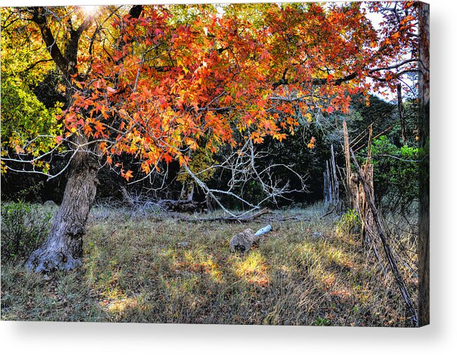 Autumn Maple Tree Acrylic Print featuring the photograph Autumn Maple Tree by Savannah Gibbs