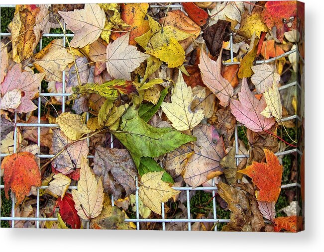 Leaf Acrylic Print featuring the photograph Autumn Medley by Louise Kumpf