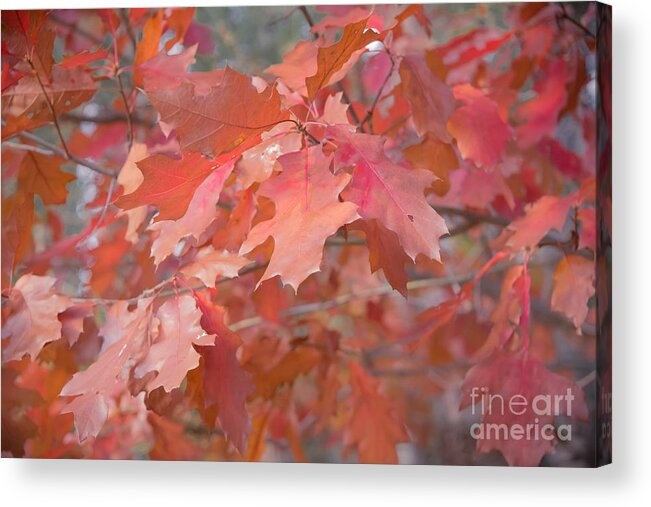 Oak Acrylic Print featuring the photograph Autumn Paintbrush by Jola Martysz