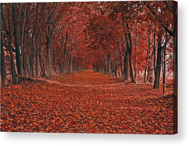 Autumn Acrylic Print featuring the photograph Autumn by Raymond Salani III