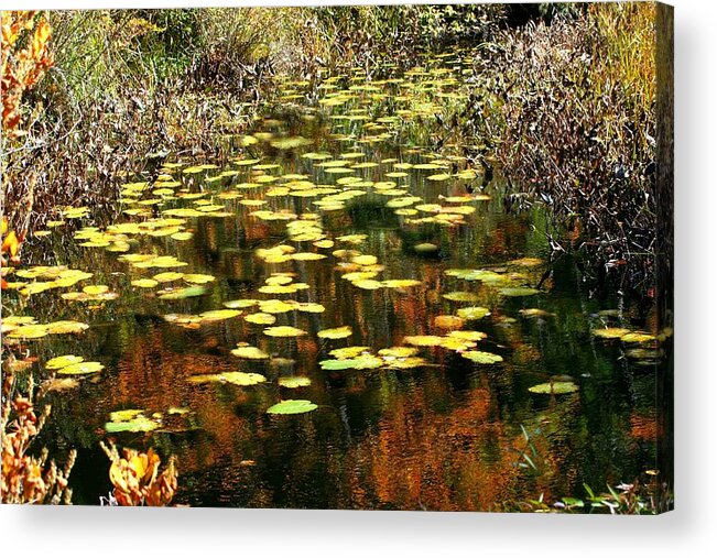Reflection Acrylic Print featuring the photograph Autumn Reflection by Barbara S Nickerson