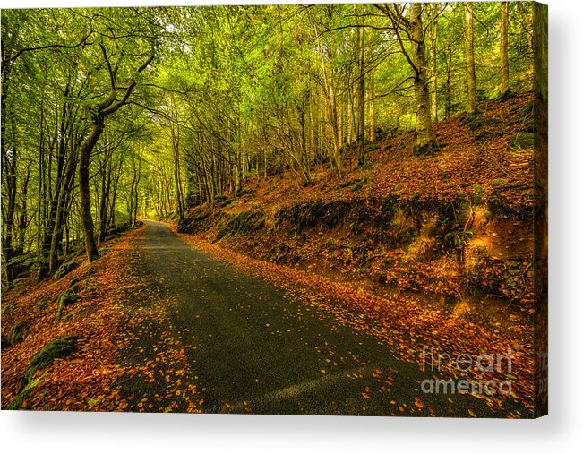 Autumn Acrylic Print featuring the photograph Autumn Road by Adrian Evans