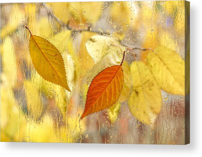 Fall Leaves Acrylic Print featuring the photograph Autumn Romance by Marina Kojukhova