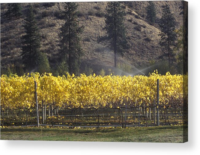 Okanagan Acrylic Print featuring the photograph Autumn Vineyard by Laura Tucker