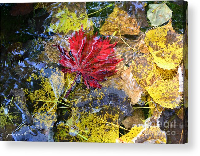 Leaves Acrylic Print featuring the photograph Autumn Watercolors by Joanne West