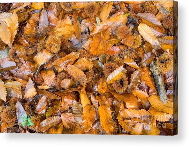 Abstract Acrylic Print featuring the photograph Autumnal Chestnut's Leaf by Luciano Mortula