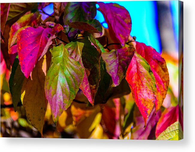 New Jersey Acrylic Print featuring the photograph Autumns wake up call by Louis Dallara