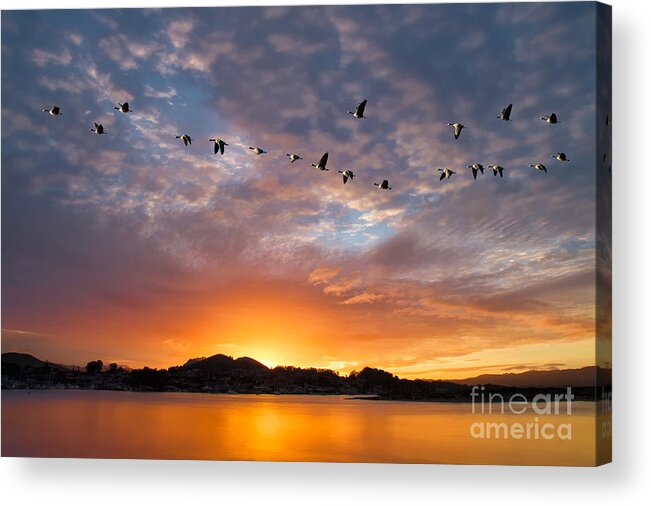 California Acrylic Print featuring the photograph Awakening by Alice Cahill