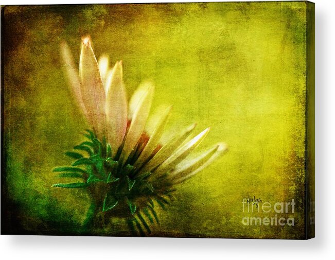 Flower Acrylic Print featuring the photograph Awakening by Lois Bryan