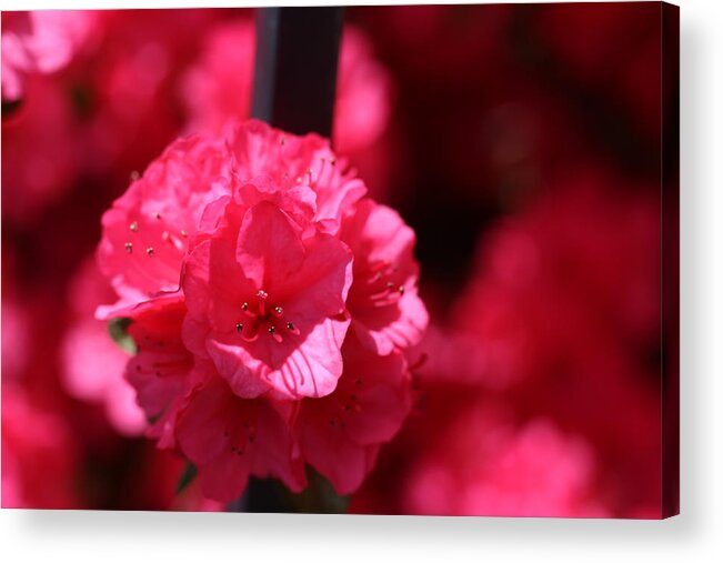 Pink Acrylic Print featuring the photograph Azalea bloom by Denise Cicchella