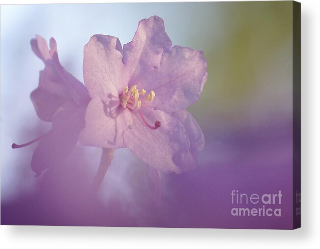 Azealia Acrylic Print featuring the photograph Azealia by Inge Riis McDonald