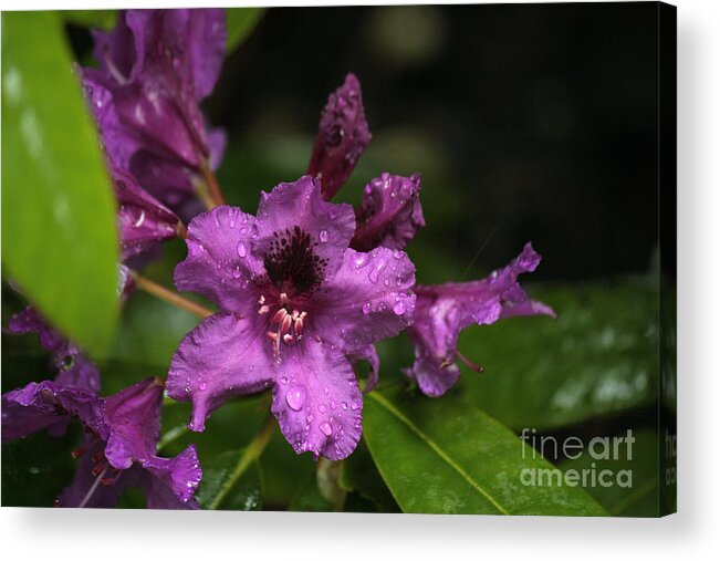 Botanical Acrylic Print featuring the photograph Azurro Macro by Chris Anderson