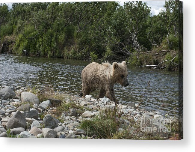 Brown Bear Acrylic Print featuring the photograph Baby brown bear cub walking along the shore by Dan Friend