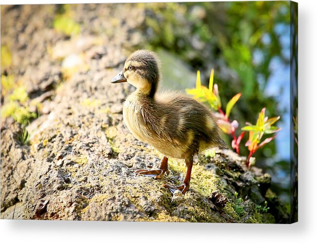 Duckling Acrylic Print featuring the photograph Baby Duckling by Athena Mckinzie