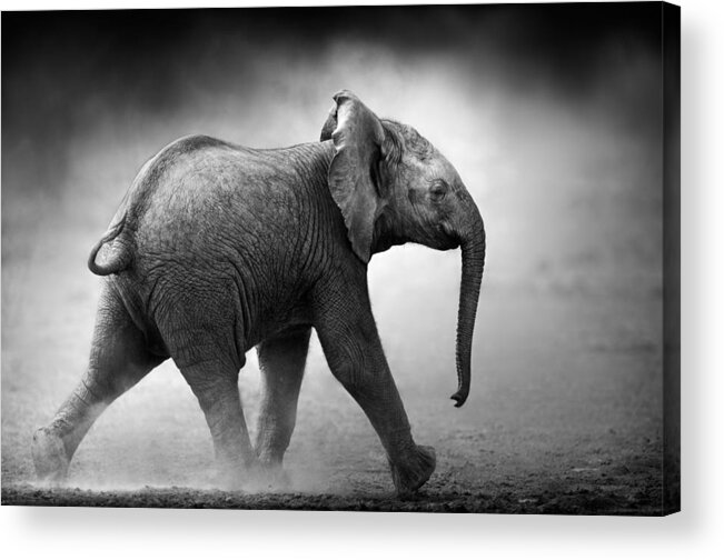Elephant Acrylic Print featuring the photograph Baby Elephant running by Johan Swanepoel
