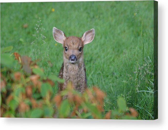 Kym Backland Acrylic Print featuring the photograph Baby Fawn In Yard by Kym Backland