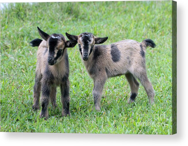 Baby Goats Acrylic Print featuring the photograph Baby Goats 4 of 8 by Dwight Cook