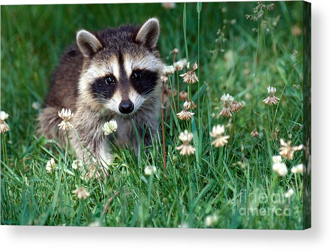 Raccoon Acrylic Print featuring the photograph Baby Raccoon by Jeanne White