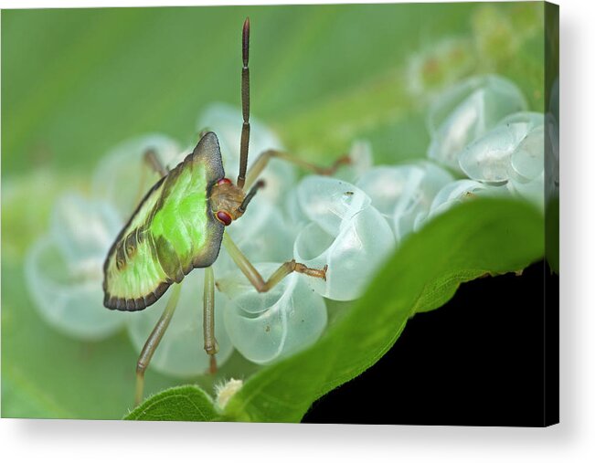 Black Background Acrylic Print featuring the photograph Baby Shield Bug On Leaf by Melvyn Yeo/science Photo Library