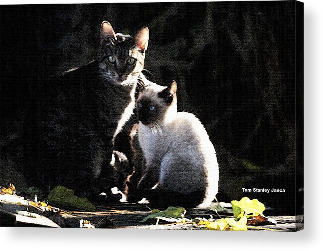 Back Yard Wild Cats Acrylic Print featuring the photograph Back Yard Wild Cats by Tom Janca