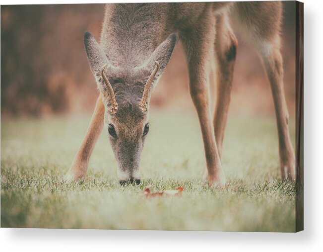 Natures Winter Visit Acrylic Print featuring the photograph Backyard Beauty by Karol Livote