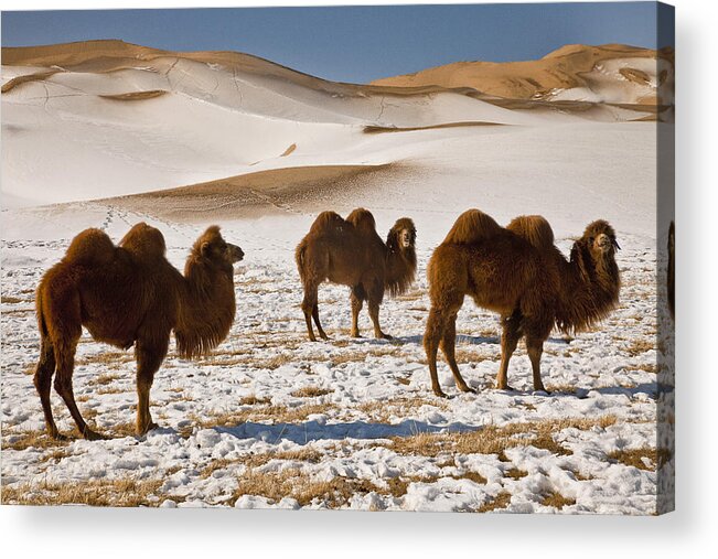 Feb0514 Acrylic Print featuring the photograph Bactrian Camel Trio Khongor Sand Dunes by Colin Monteath