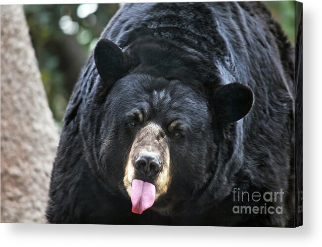 Bear Acrylic Print featuring the photograph Bad Attitude by Dan Holm