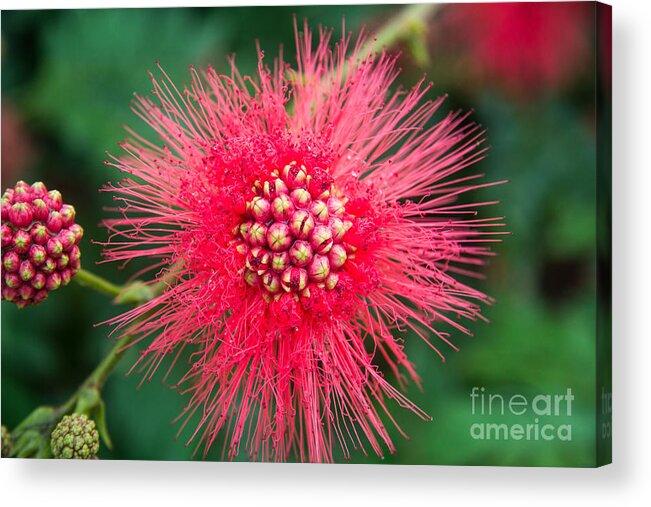Red Powder Puff Photgraphic Images Acrylic Print featuring the photograph Bad Hair Day by Mary Lou Chmura