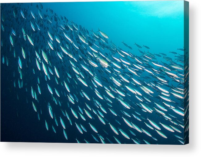 Underwater Acrylic Print featuring the photograph Bait Ball - Palau, Micronesia by Global_Pics