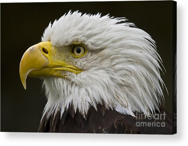 Eagle Acrylic Print featuring the photograph Bald Eagle - 7 by Heiko Koehrer-Wagner