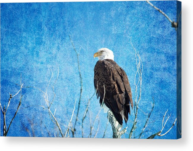 Bald Eagle Acrylic Print featuring the photograph Bald Eagle Blues by James BO Insogna