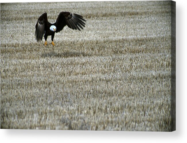Eagle Acrylic Print featuring the photograph Bald Eagle Comin' Down by Larry Allan
